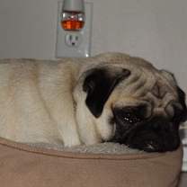 Thumbnail photo of Sanson #2