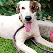 adopt-pet