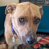 Thumbnail photo of Mira #4