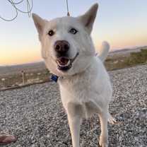 Thumbnail photo of Charlie #4