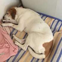 adopt-pet