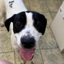 Thumbnail photo of Rosie 20D25 #2