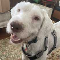 Thumbnail photo of Chester #1