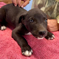 Thumbnail photo of Pickles #2