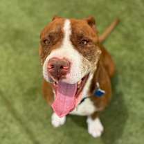 adopt-pet