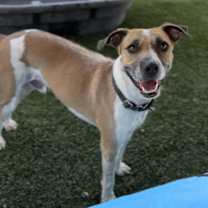 adopt-pet