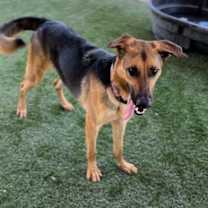 adopt-pet