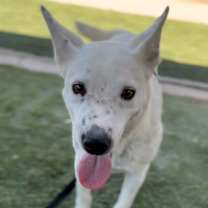 adopt-pet