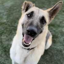 adopt-pet