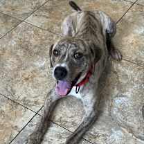 Thumbnail photo of GARTH #1