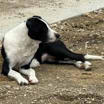 Thumbnail photo of Lainey #4