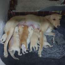 Thumbnail photo of JACQUELINE (UAE) LF #4