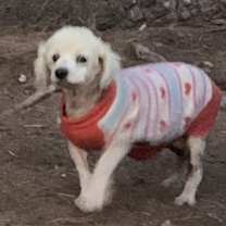 Thumbnail photo of Tashi #2