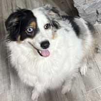 adopt-pet