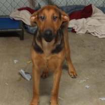 Thumbnail photo of Shane #2