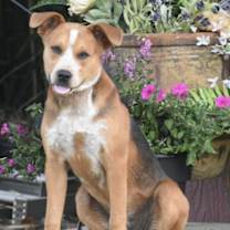 Thumbnail photo of PUPPY NALA #1