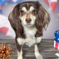 Thumbnail photo of Maple #1