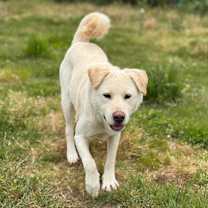 Thumbnail photo of Nacho #2