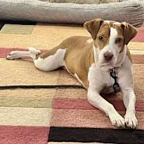 Thumbnail photo of Coco #2