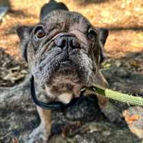 Thumbnail photo of CAPTAIN #4