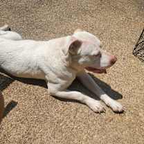 Thumbnail photo of Bo #4