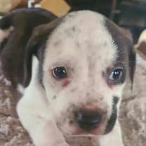 Thumbnail photo of Huck #1