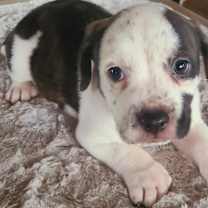 Thumbnail photo of Huck #2