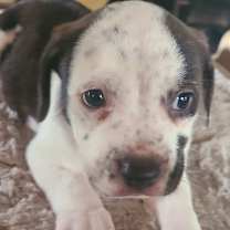 Thumbnail photo of Huck #3