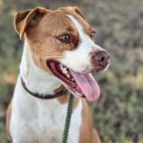 Thumbnail photo of TEX #2