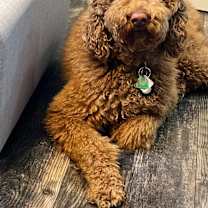 Thumbnail photo of Ollie #1