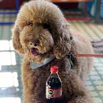 Thumbnail photo of Ollie #2