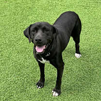 Thumbnail photo of Korra #2