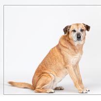 adopt-pet