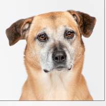 Thumbnail photo of Abby #2