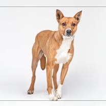 adopt-pet