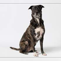 adopt-pet