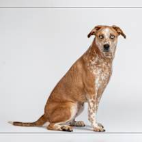 adopt-pet