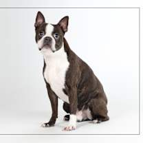 adopt-pet