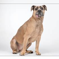 adopt-pet
