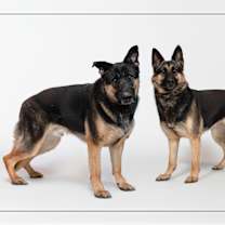 adopt-pet