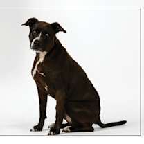 adopt-pet