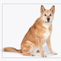 adopt-pet