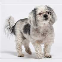 adopt-pet