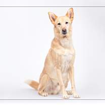 adopt-pet