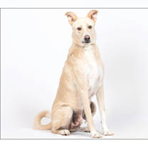 adopt-pet