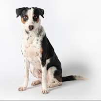 adopt-pet