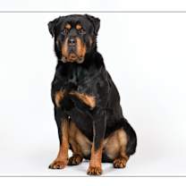 adopt-pet