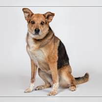 adopt-pet