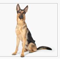 adopt-pet