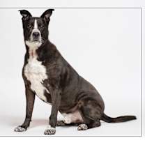 adopt-pet